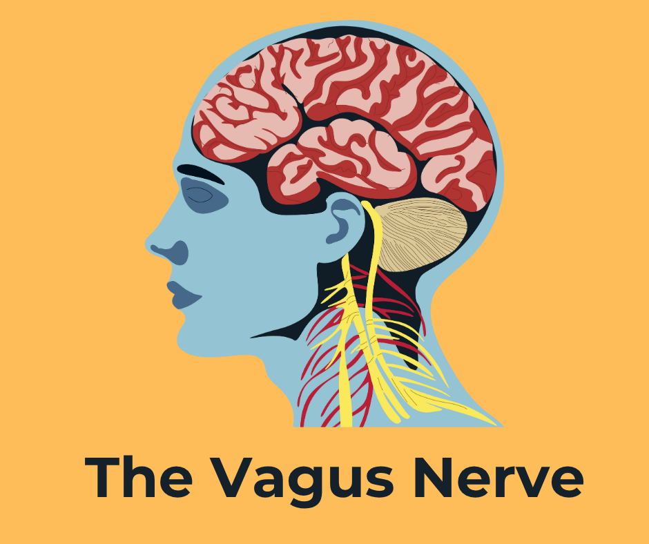 Diagram of the brain highlighting the vagus nerve connecting the brain to the heart, lungs and digestive organs.